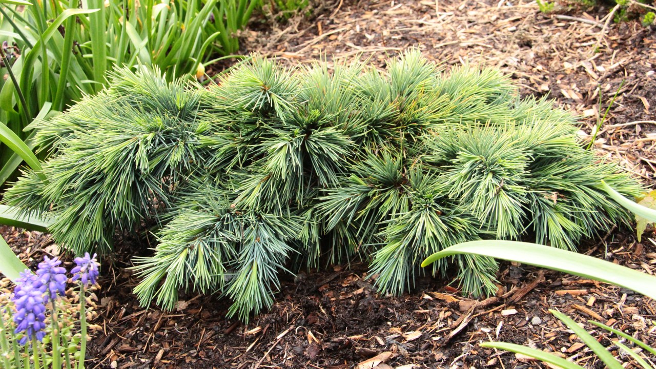 Cedrus libani, Hedgehog, Cedar of Lebanon, evergreen, conifer, blue, mounding