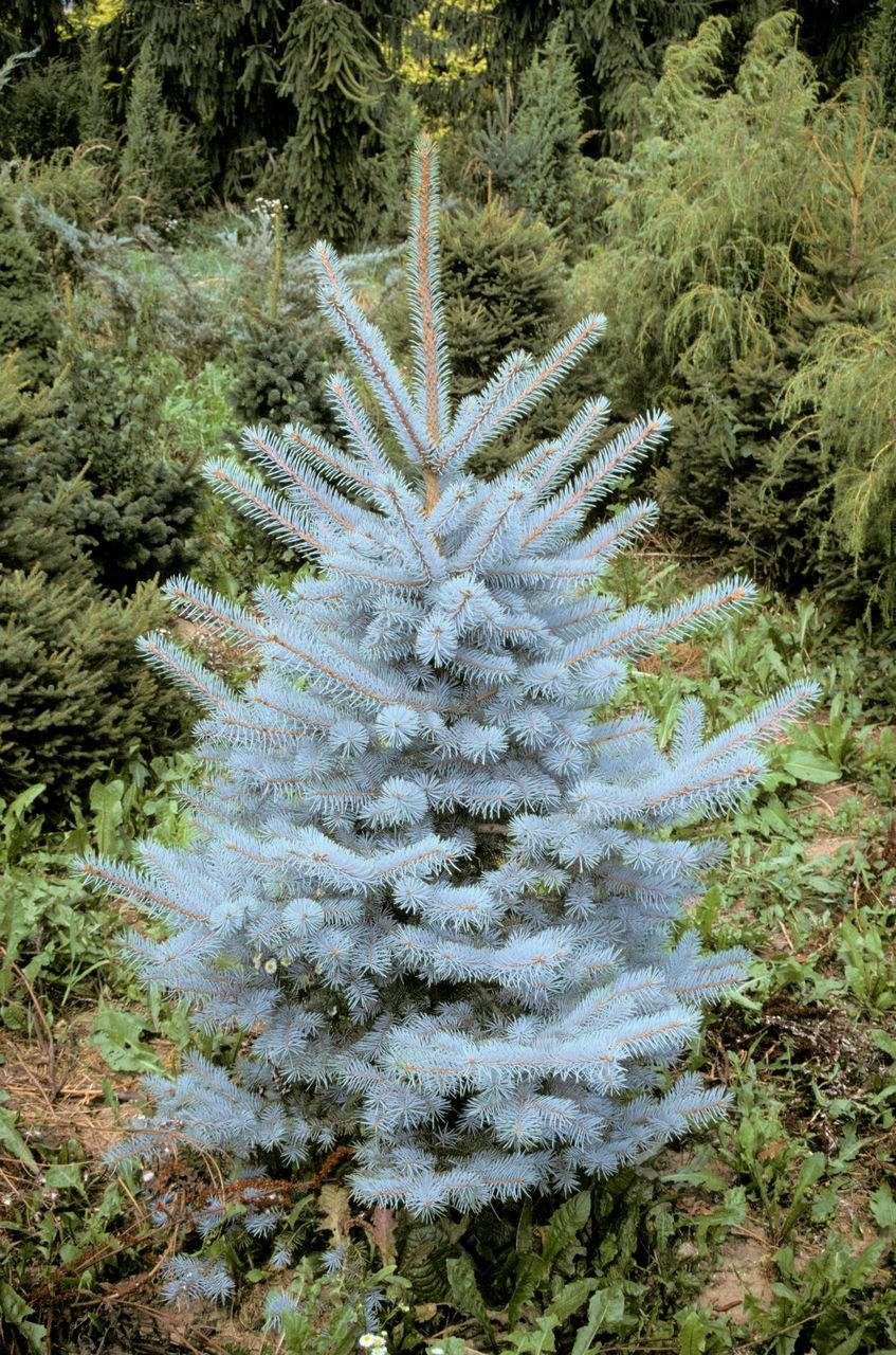 Picea pungens Edit evergreen conifer green