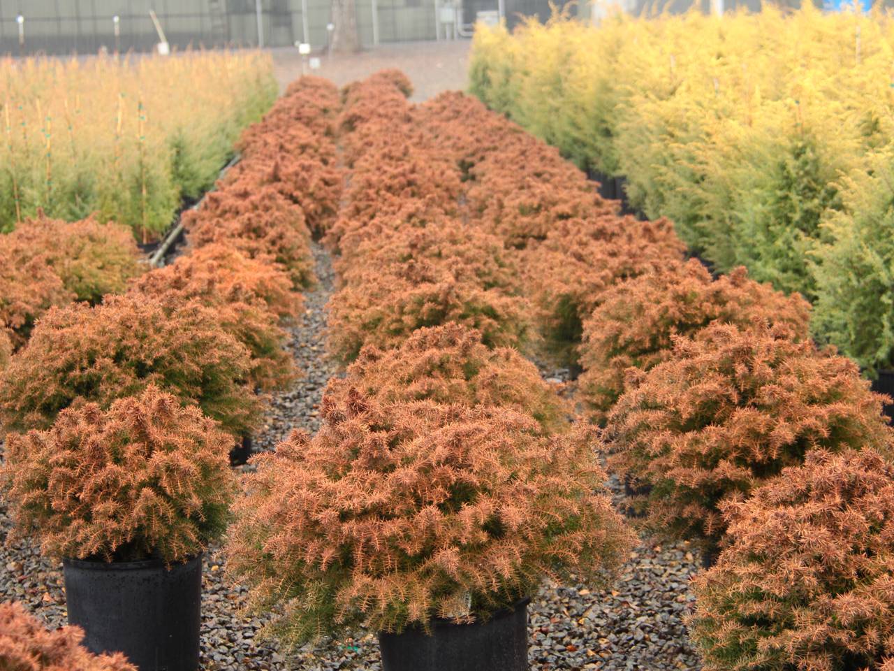 Cryptomeria japonica Mushroom evergreen conifer red green