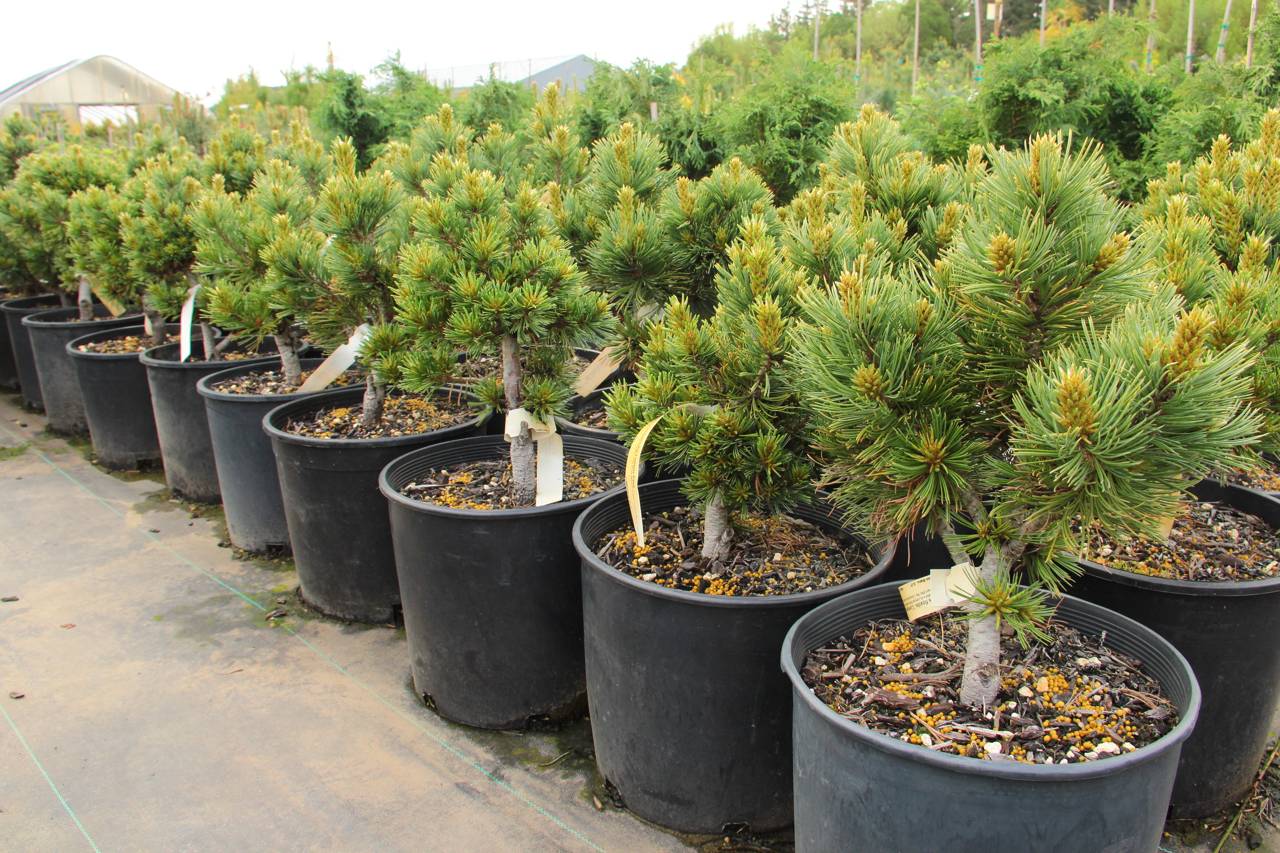 Pinus flexilis Comanche conifers green needles globe 