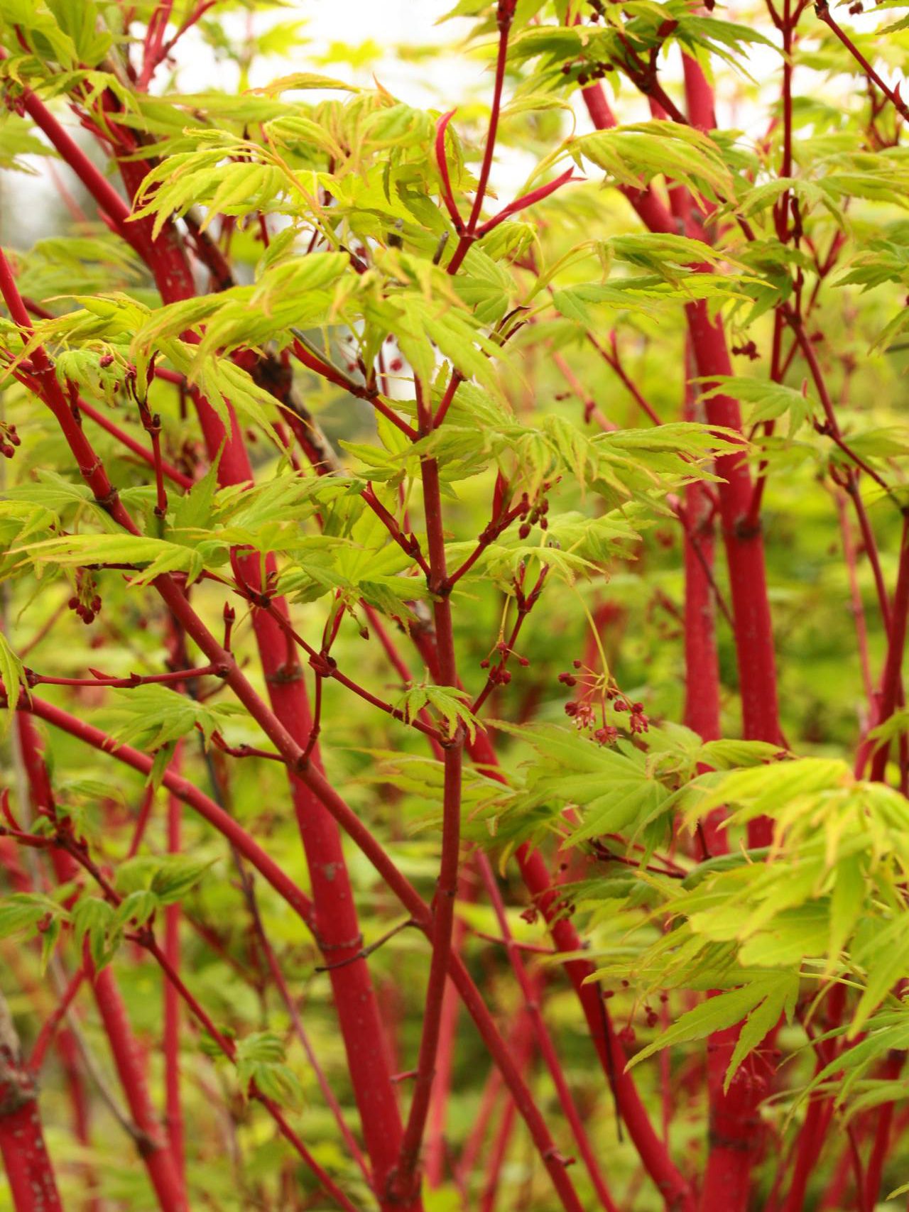 Acer palmatum Sango kaku Japanese maple coral red bark color