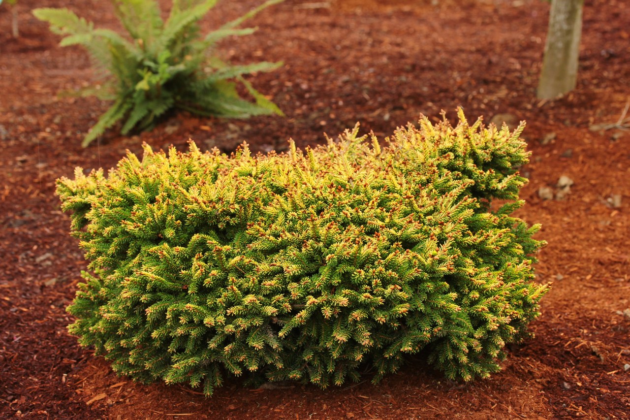 Picea orientalis Tom Thumb Gold evergreen conifer golden mounding