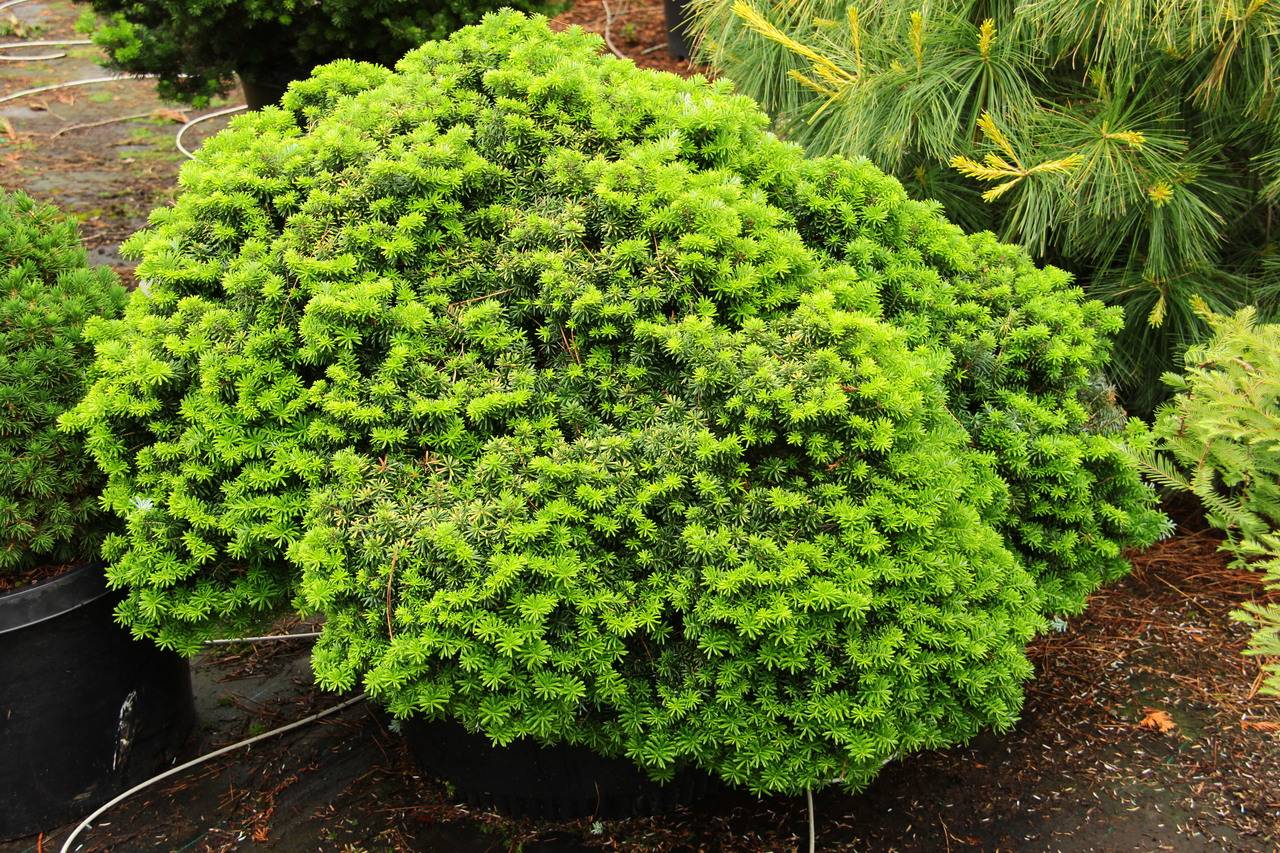 Abies koreana Cis conifers small globe green needles whorled