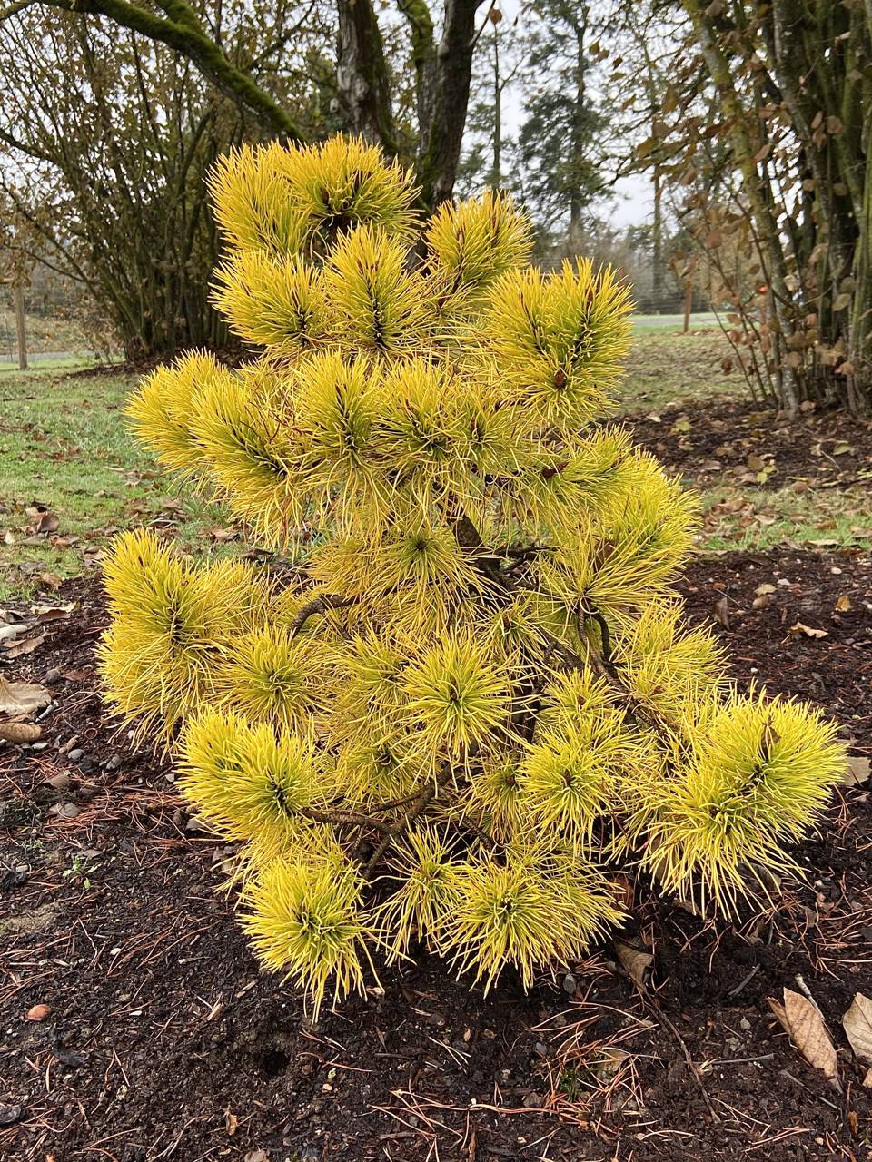 Pinus contorta var. latifolia Chief Joseph conifer evergreen gold yellow